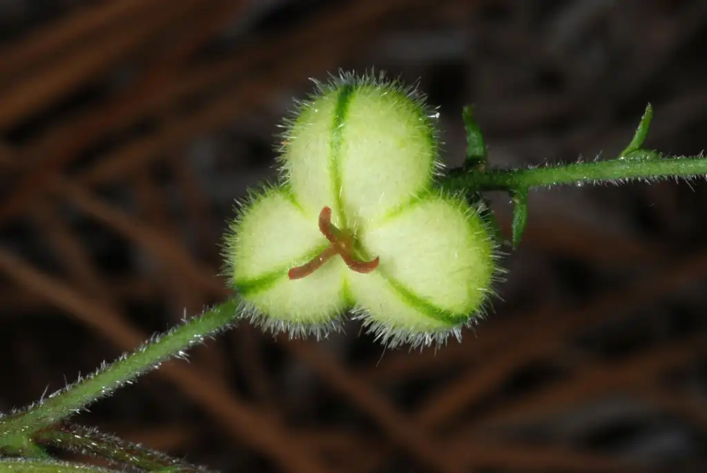 Фото Tragia urens - Capsule with hairs (Bladen County, NC)-Early Summer:Douglas Goldman, USDA