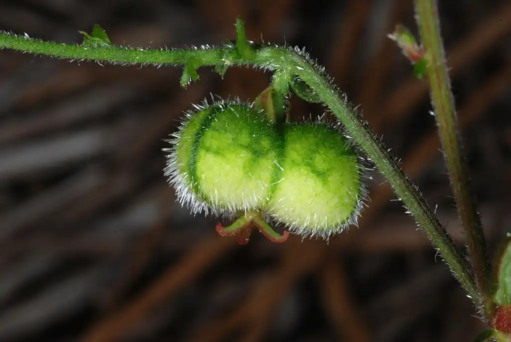 Фото Tragia urens - Side view of capsule (Bladen County, NC)-Early Summer:Douglas Goldman, USDA