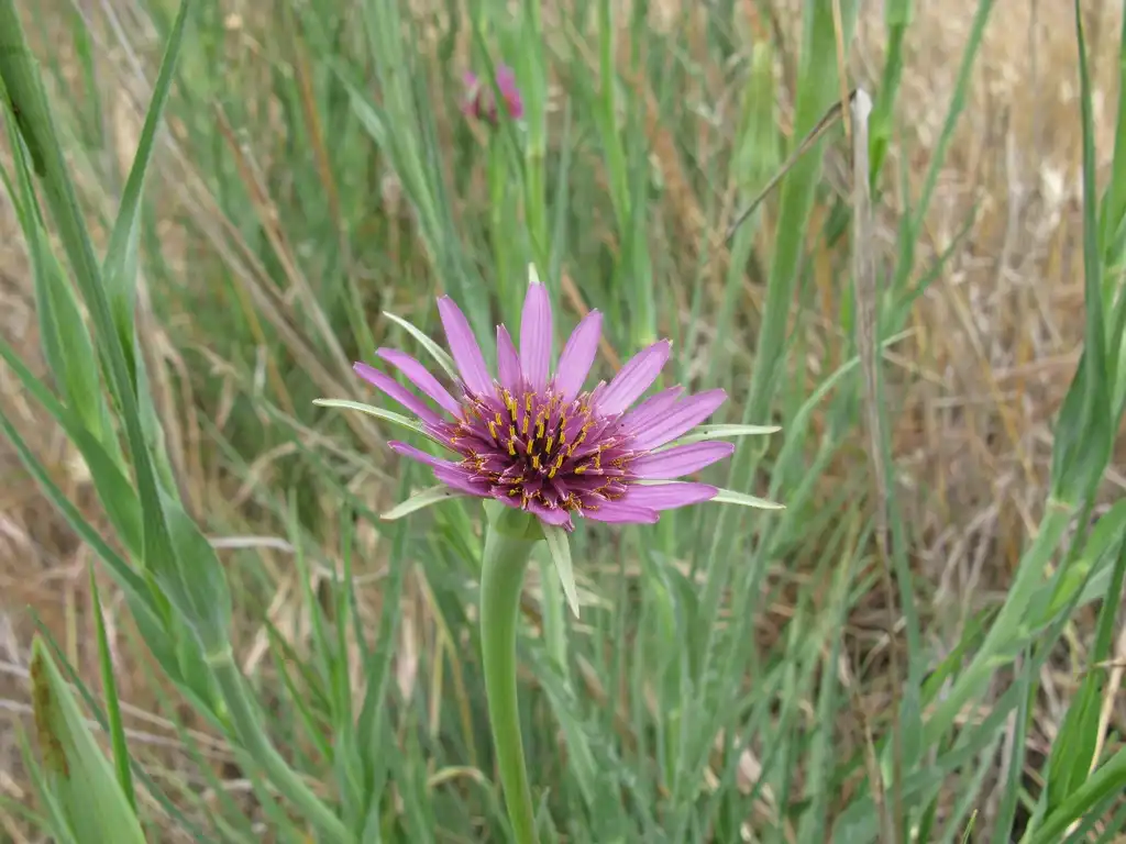 Photo of Tragopogon porrifolius (Tragopogon porrifoliuss)