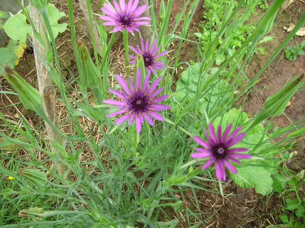 Photo of Tragopogon porrifolius (Tragopogon porrifoliuss)