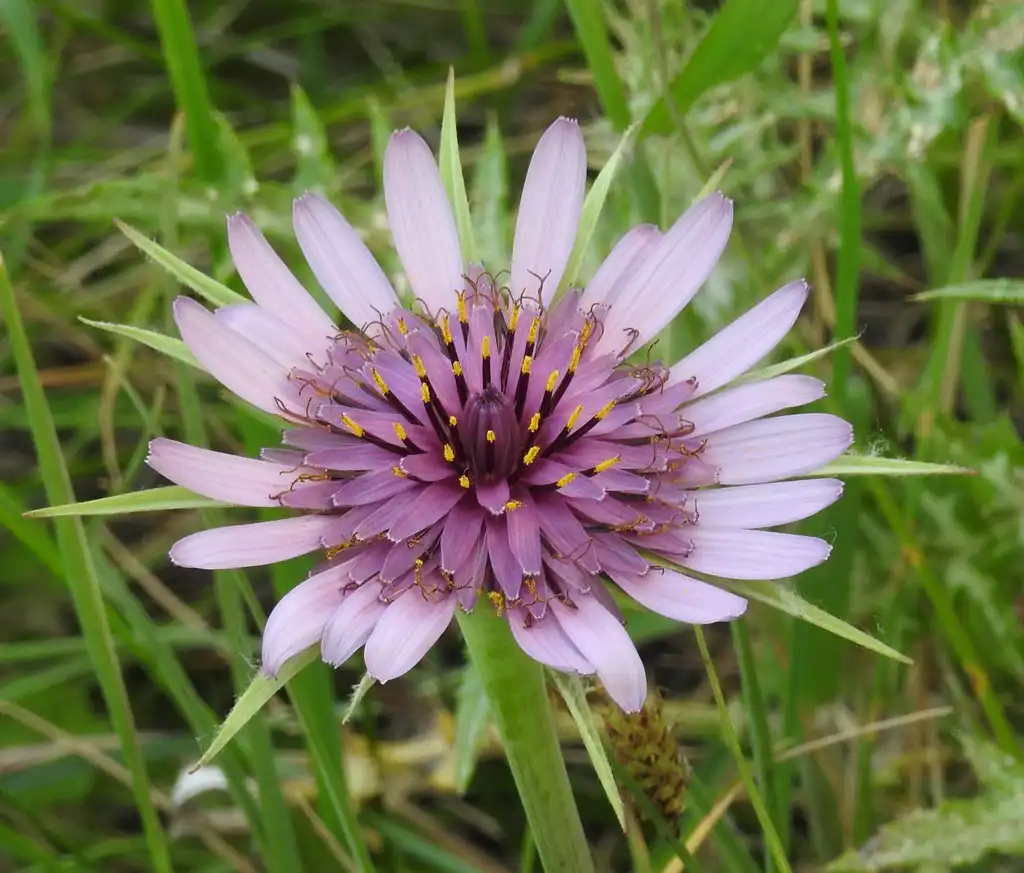 Photo of Tragopogon porrifolius - Full bloom:Robert Flogaus-Faust