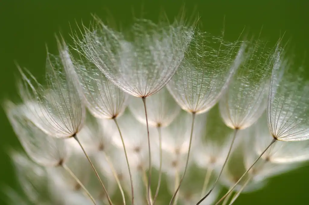 Photo of Tragopogon porrifolius - Cotton close-up:Zeynel Cebeci