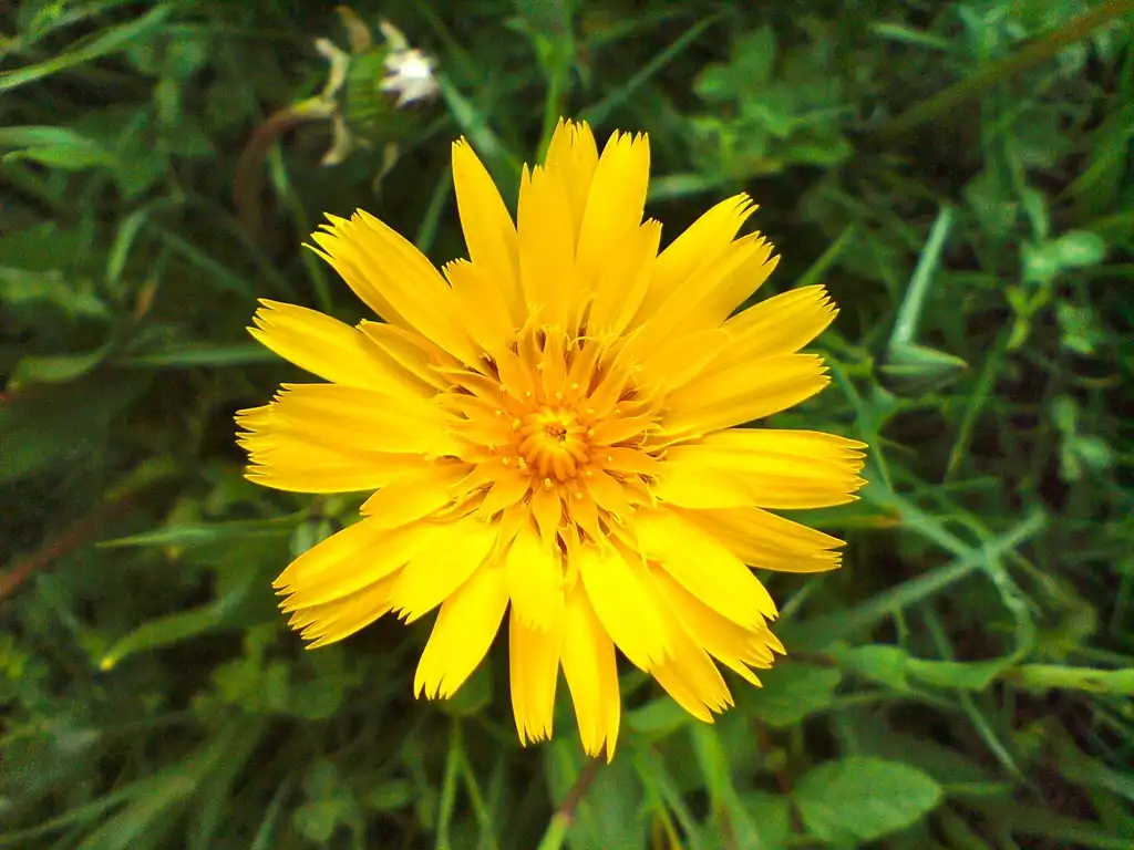 Foto de Tragopogon pratensis (Tragopogon pratensiss)