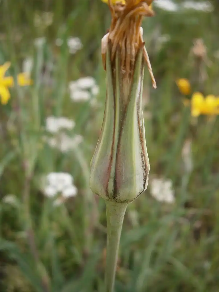 Foto de Tragopogon pratensis (Tragopogon pratensiss)