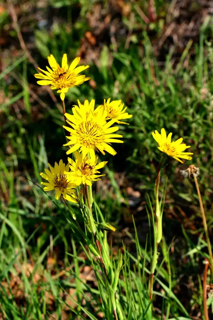 Foto de Tragopogon pratensis - Stem height:Enrico Blasutto