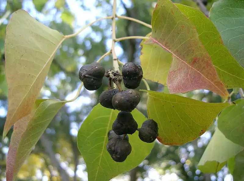 Photo of Triadica sebifera - Fruit:KENPEI