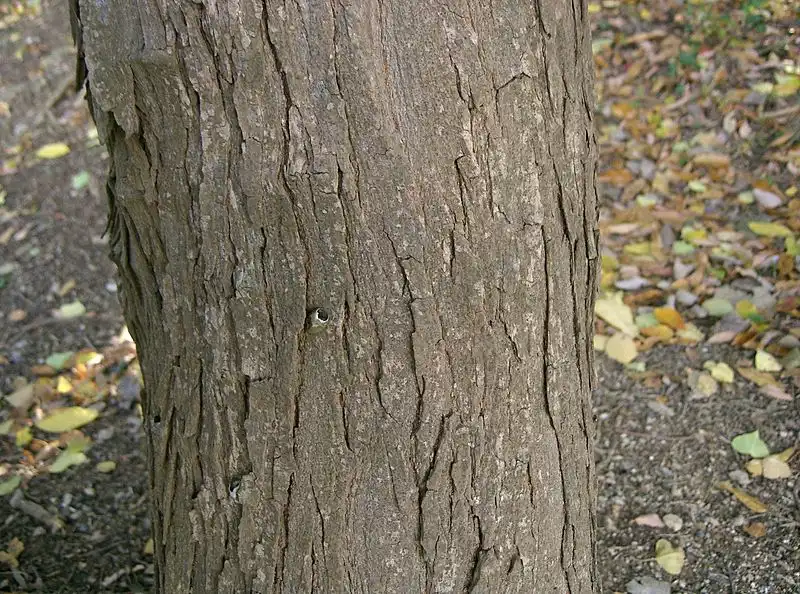 Photo of Triadica sebifera - Bark:KENPEI