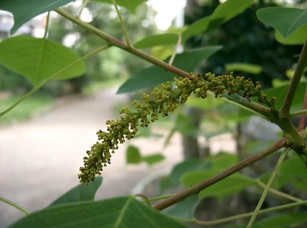 Photo of Triadica sebifera - Buds:KENPEI