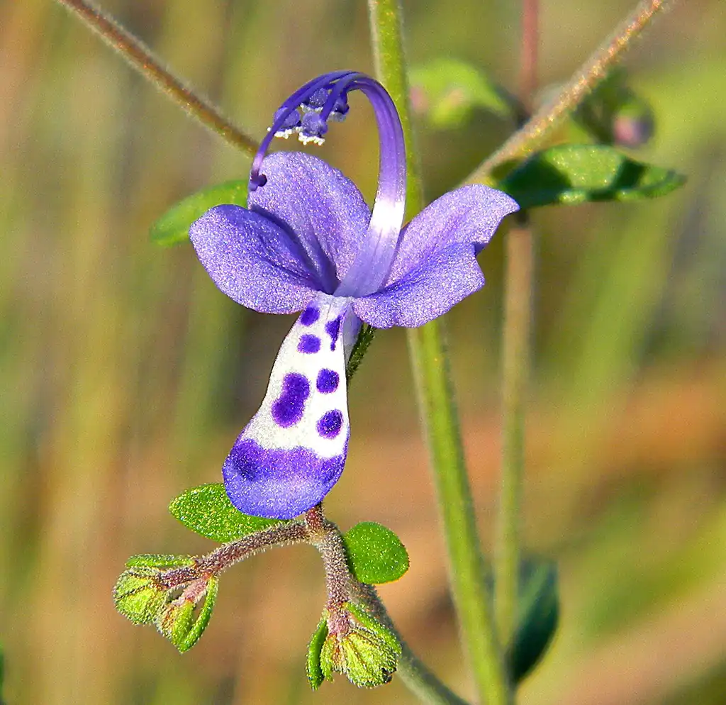 Foto de Trichostema dichotomum (Trichostema dichotomums)