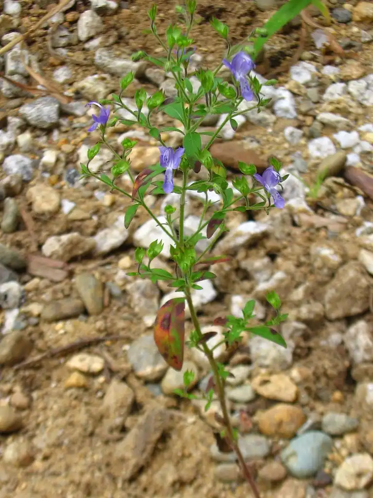 Foto de Trichostema dichotomum (Trichostema dichotomums)