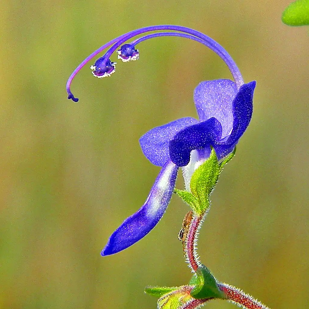 Foto de Trichostema dichotomum - Flower and stem:Bob Peterson