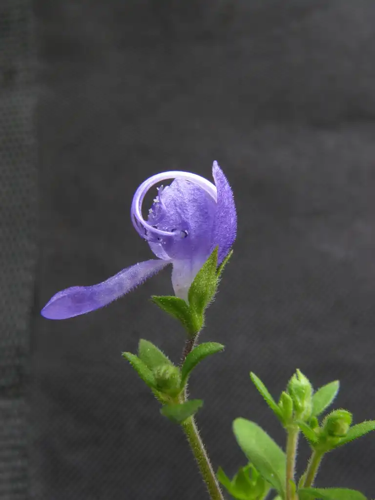 Foto de Trichostema dichotomum - Flower and leaves:Jomegat