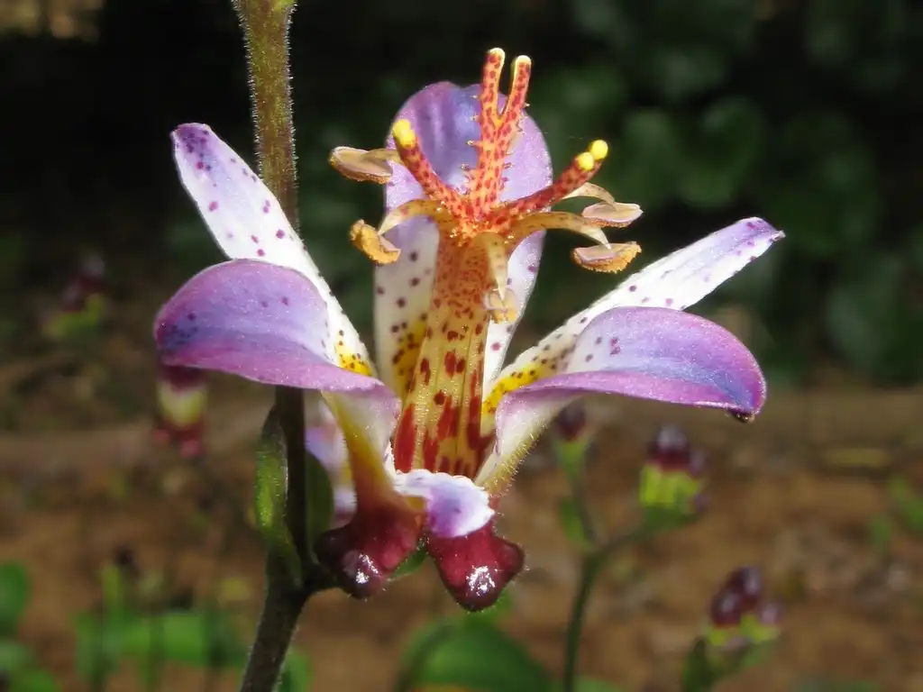 Photo of Tricyrtis formosana (Tricyrtis formosanas)