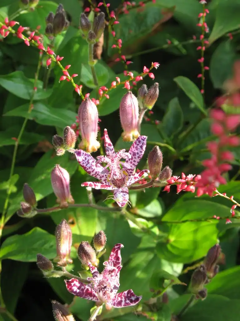 Photo of Tricyrtis formosana (Tricyrtis formosanas)