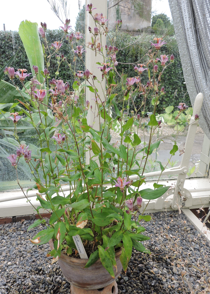 Photo of Tricyrtis formosana - In pot:Pampuco