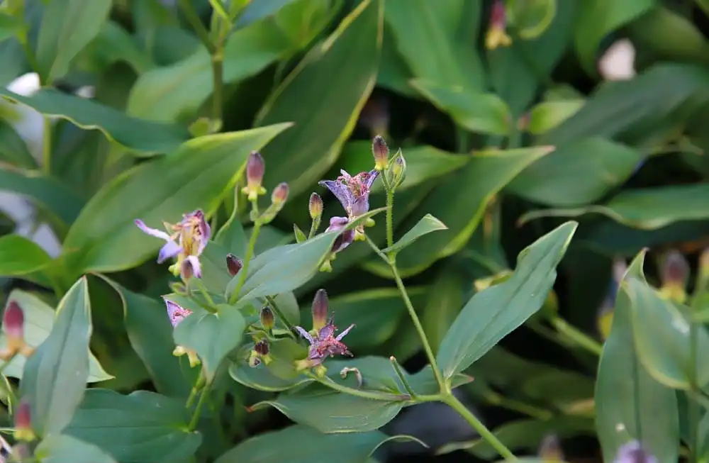 Photo of Tricyrtis formosana - 'Samurai' Leaves:David J. Stang