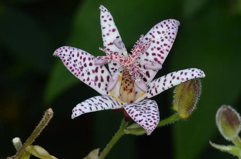 Photo of Tricyrtis formosana - Flower close-up:Amada44