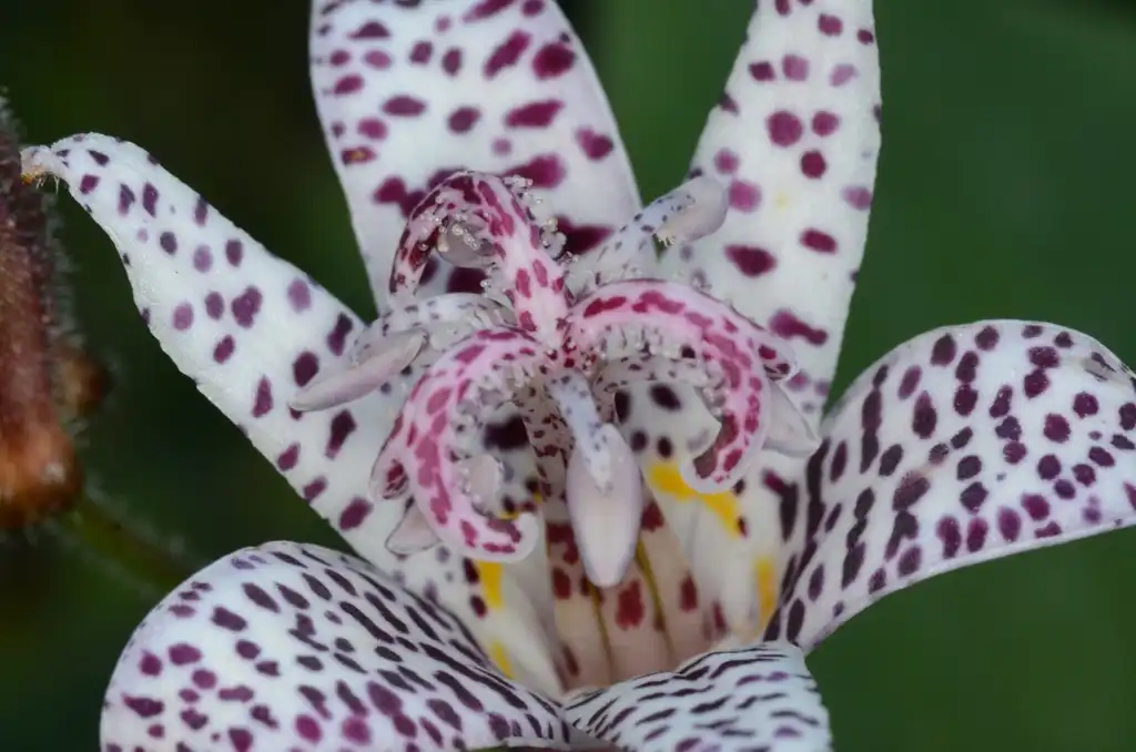 Photo of Tricyrtis formosana - `Flower petals:Amada44