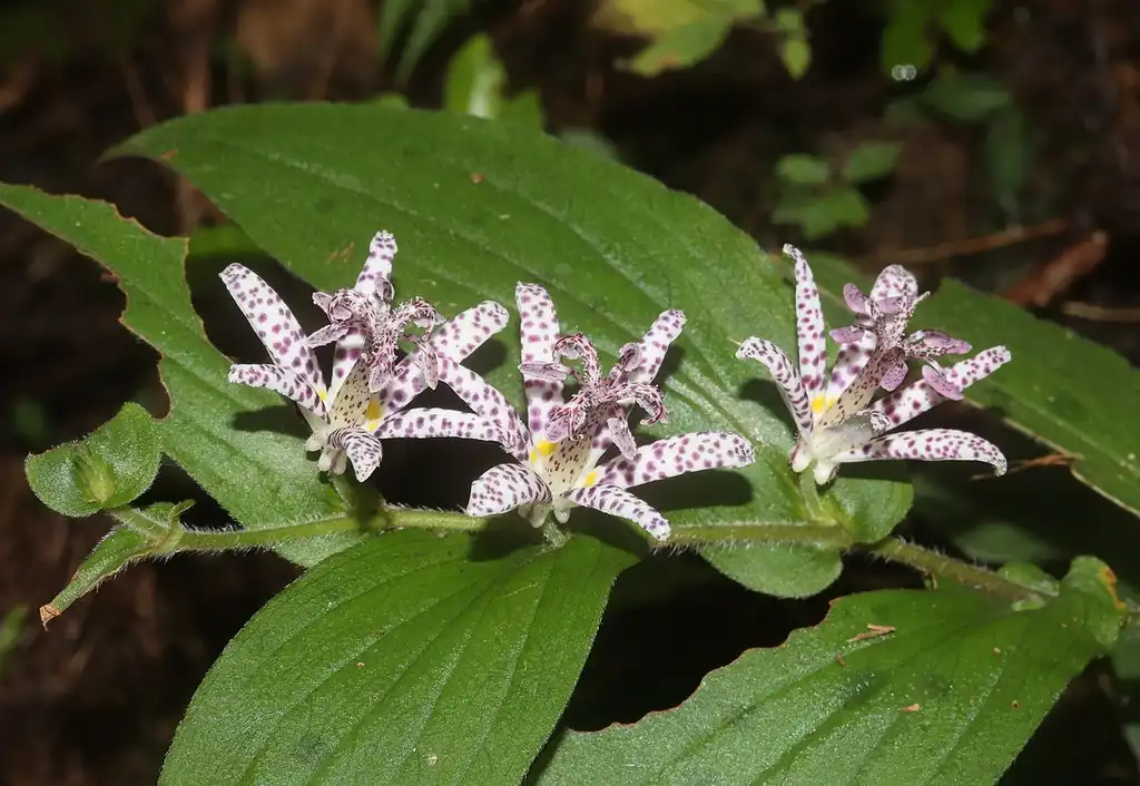 Photo of Tricyrtis hirta (Tricyrtis hirtas)