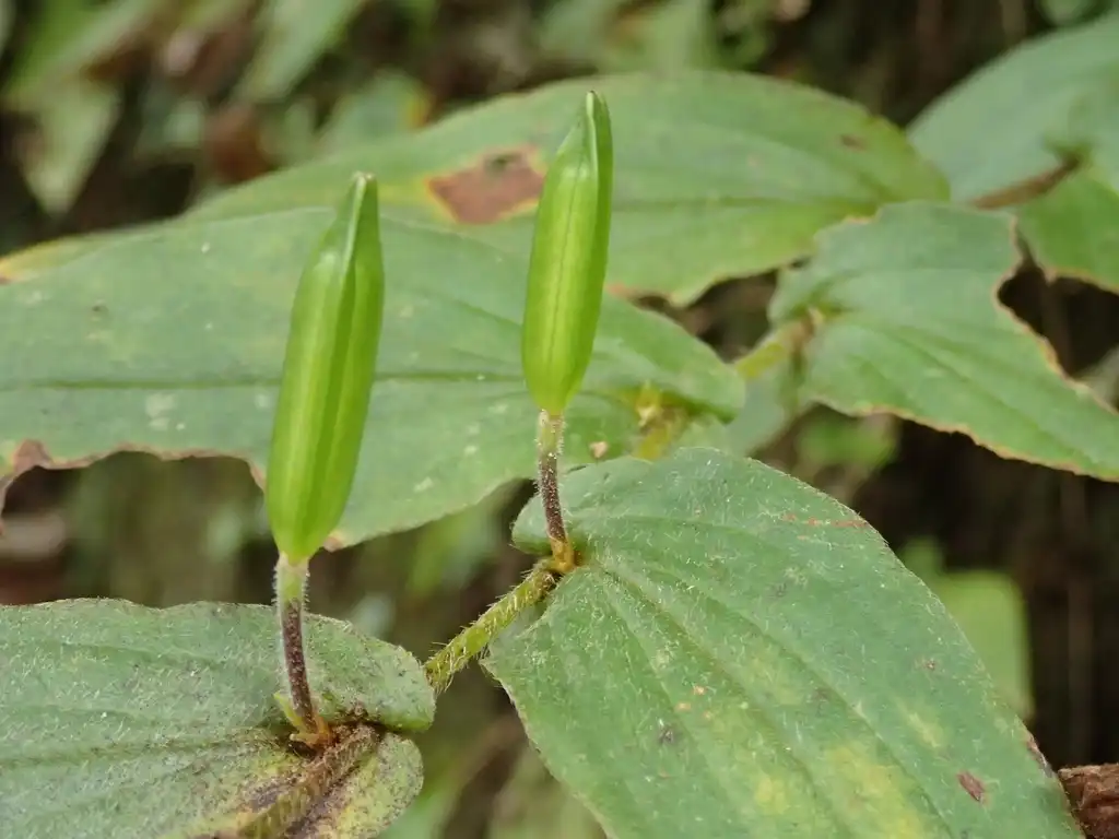 Photo of Tricyrtis hirta (Tricyrtis hirtas)