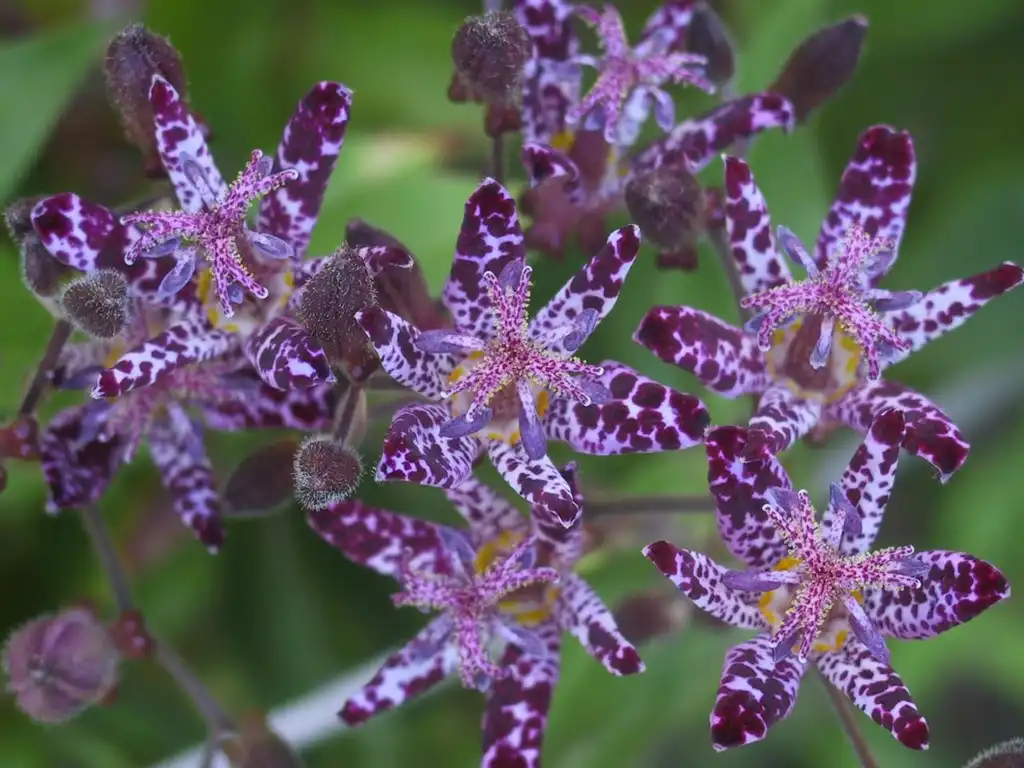Photo of Tricyrtis hirta - Flowers:Juni