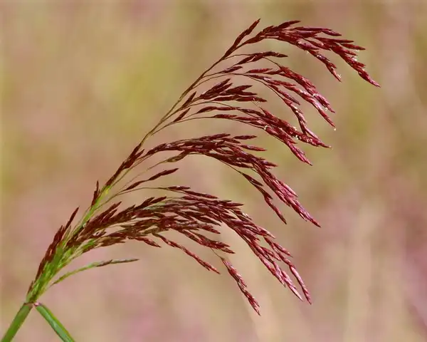 Foto de Tridens flavus (Tridens flavuss)