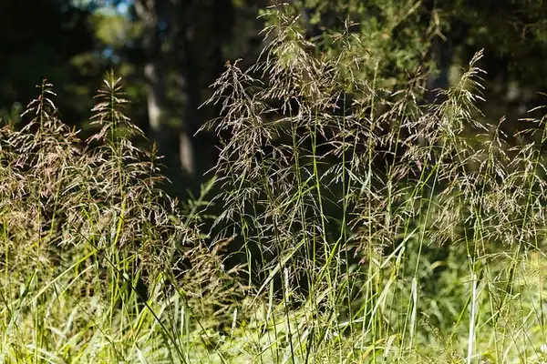 Foto de Tridens flavus (Tridens flavuss)