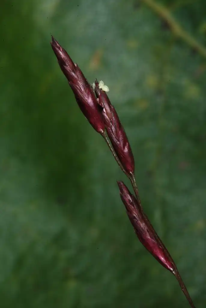 Foto de Tridens flavus - (Monroe County, NY)-Early Fall:Douglas Goldman, USDA