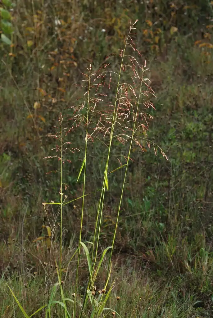 Foto de Tridens flavus - (Monroe County, NY)-Early Fall:Douglas Goldman, USDA