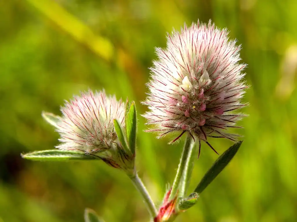 Фото Trifolium arvense (Trifolium arvenses)