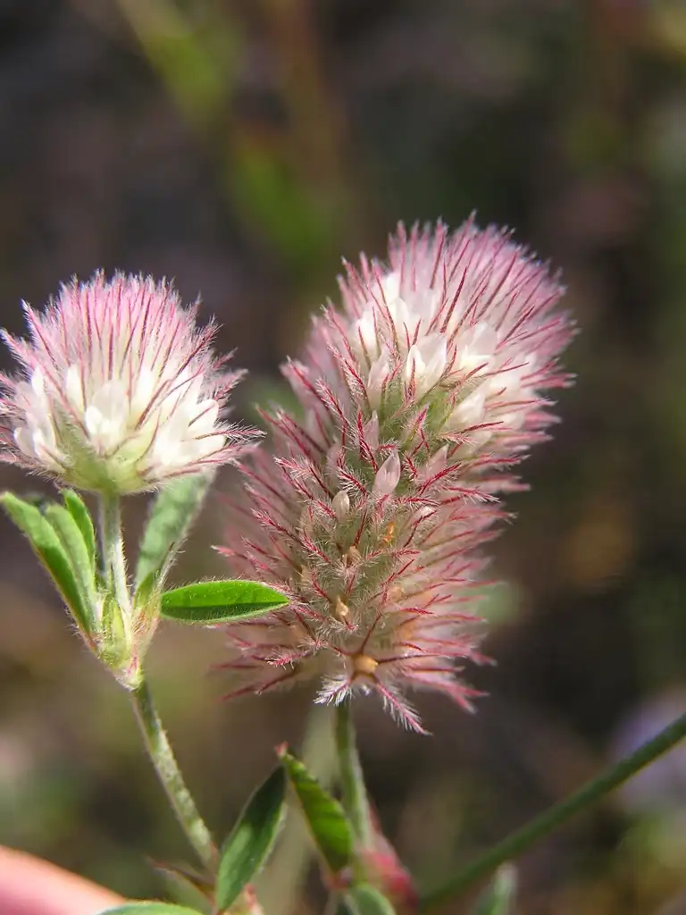 Фото Trifolium arvense (Trifolium arvenses)