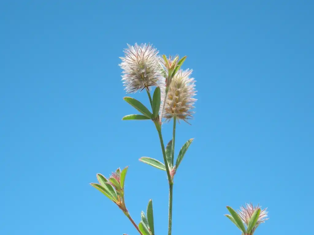 Фото Trifolium arvense - Spores and leaves:Harry Rose