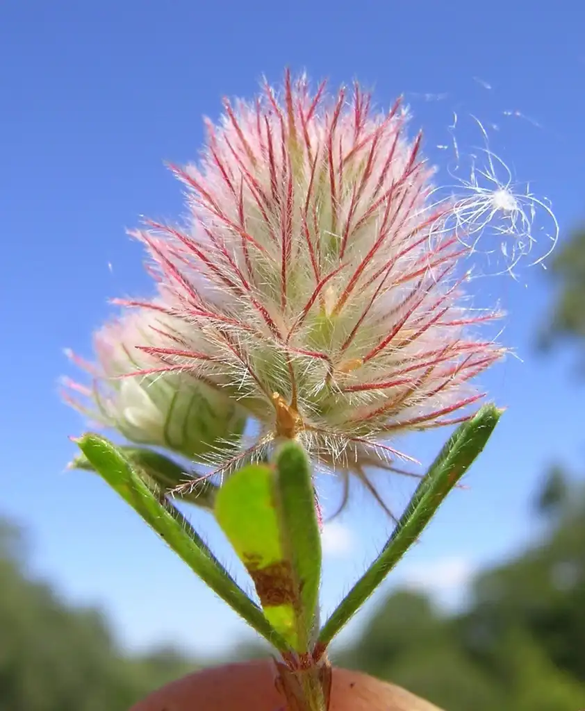 Фото Trifolium arvense - Flower detail:Harry Rose