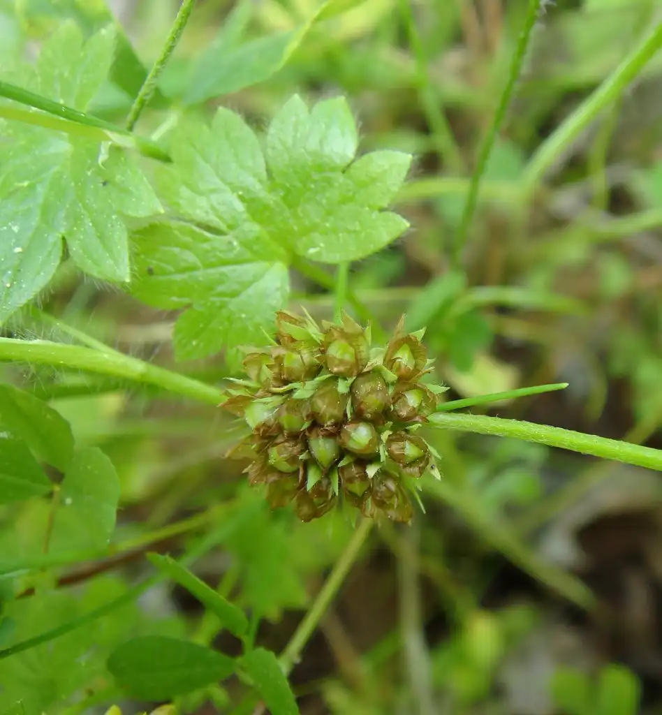 Фото Trifolium carolinianum (Trifolium carolinianums)