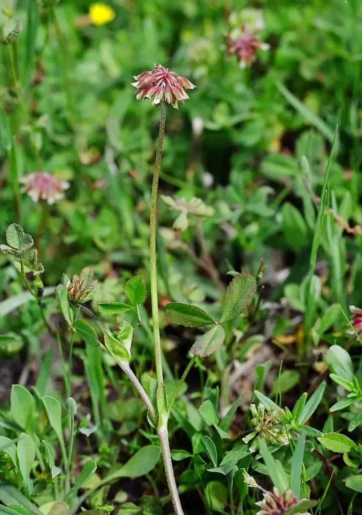 Фото Trifolium carolinianum (Trifolium carolinianums)