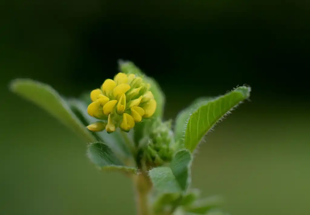 Фото Trifolium dubium (Trifolium dubiums)
