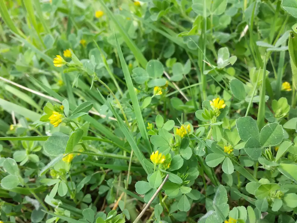 Фото Trifolium dubium (Trifolium dubiums)