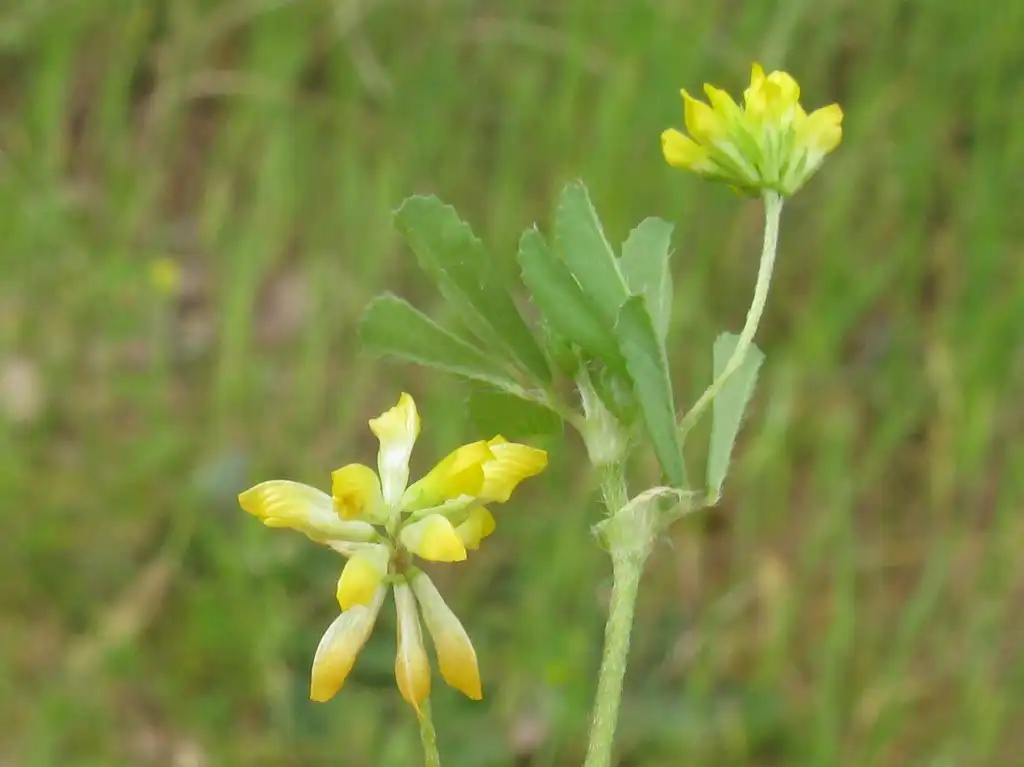 Фото Trifolium dubium - Flower buds:Harry Rose