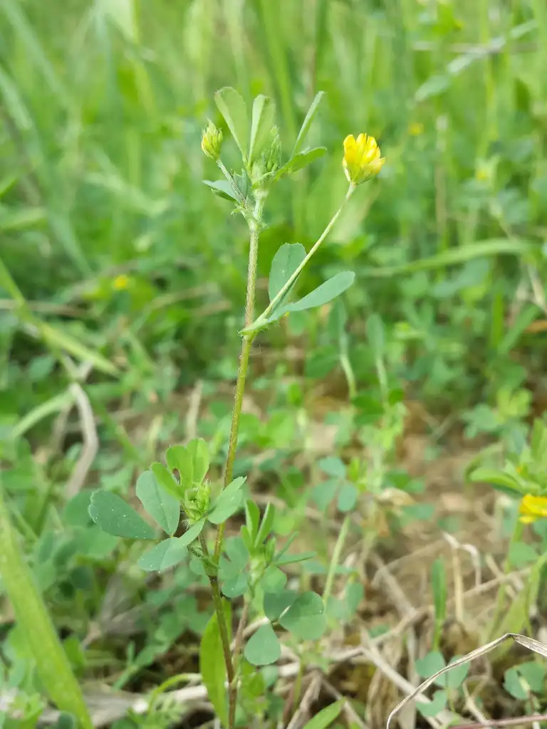 Фото Trifolium dubium - Stem:Stefan.lefnaer