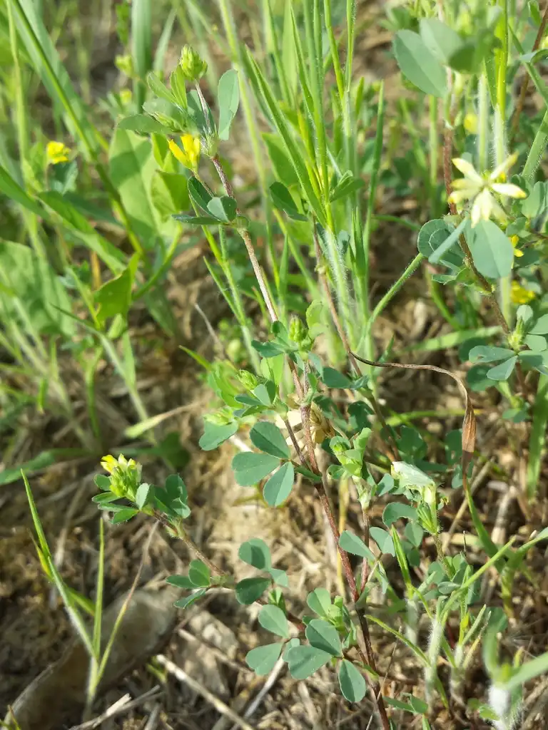 Фото Trifolium dubium - Growth habit:Stefan.lefnaer