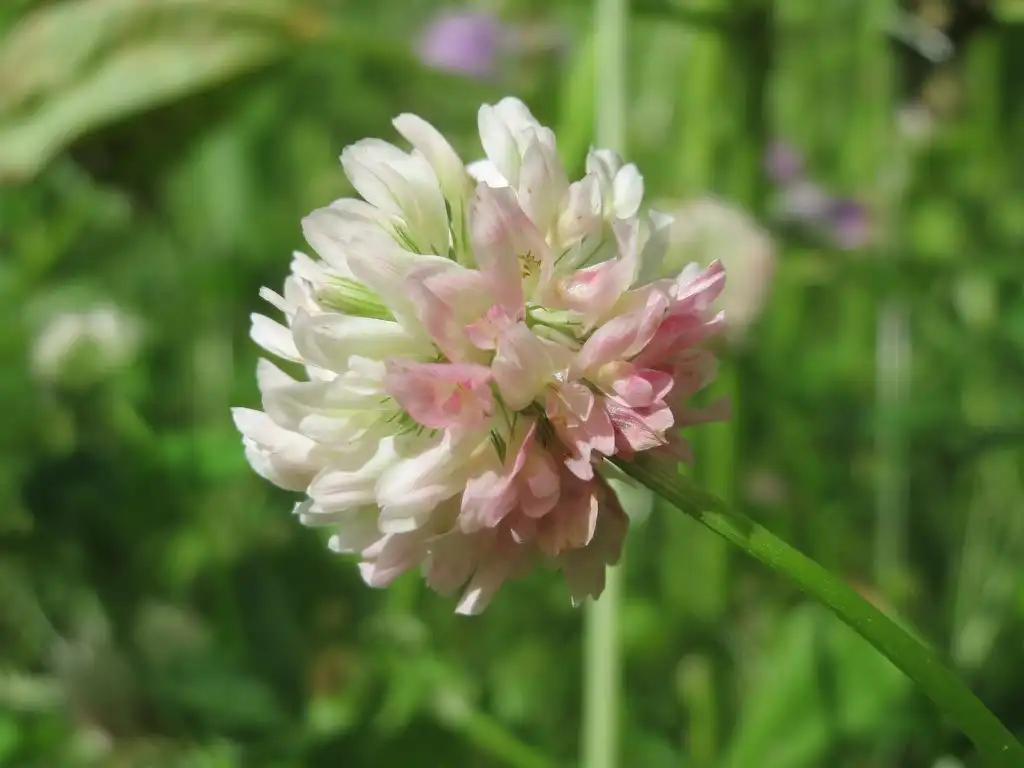 Фото Trifolium hybridum (Trifolium hybridums)