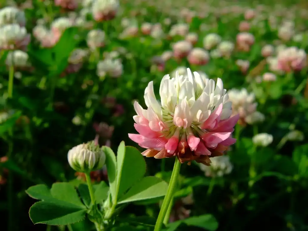 Фото Trifolium hybridum (Trifolium hybridums)