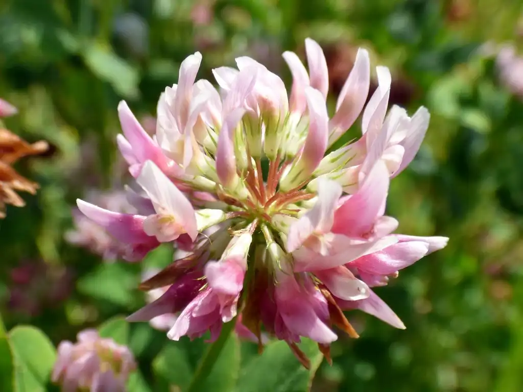 Фото Trifolium hybridum - Bloom:AnemoneProjectors (talk)