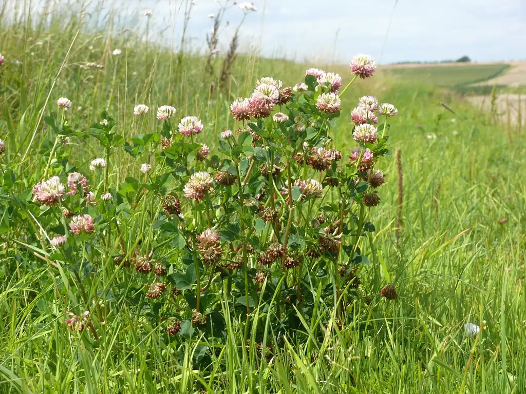 Фото Trifolium hybridum - Full form:BerndH