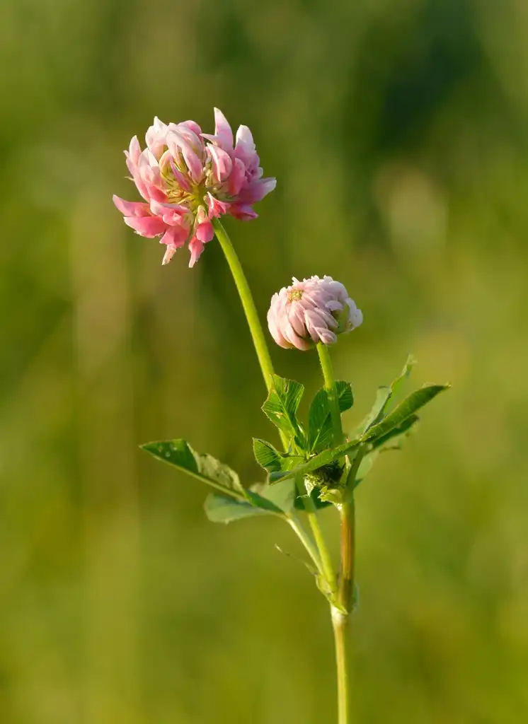 Фото Trifolium hybridum - Flower and stm:Ivar Leidus