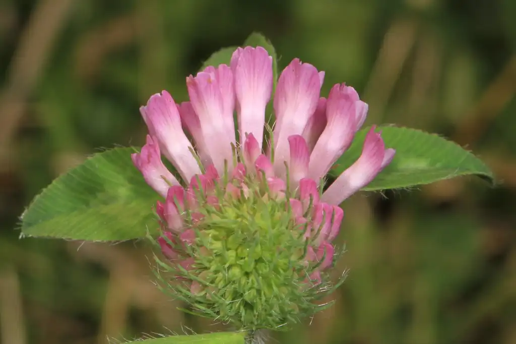 Photo of Trifolium pratense (Trifolium pratenses)