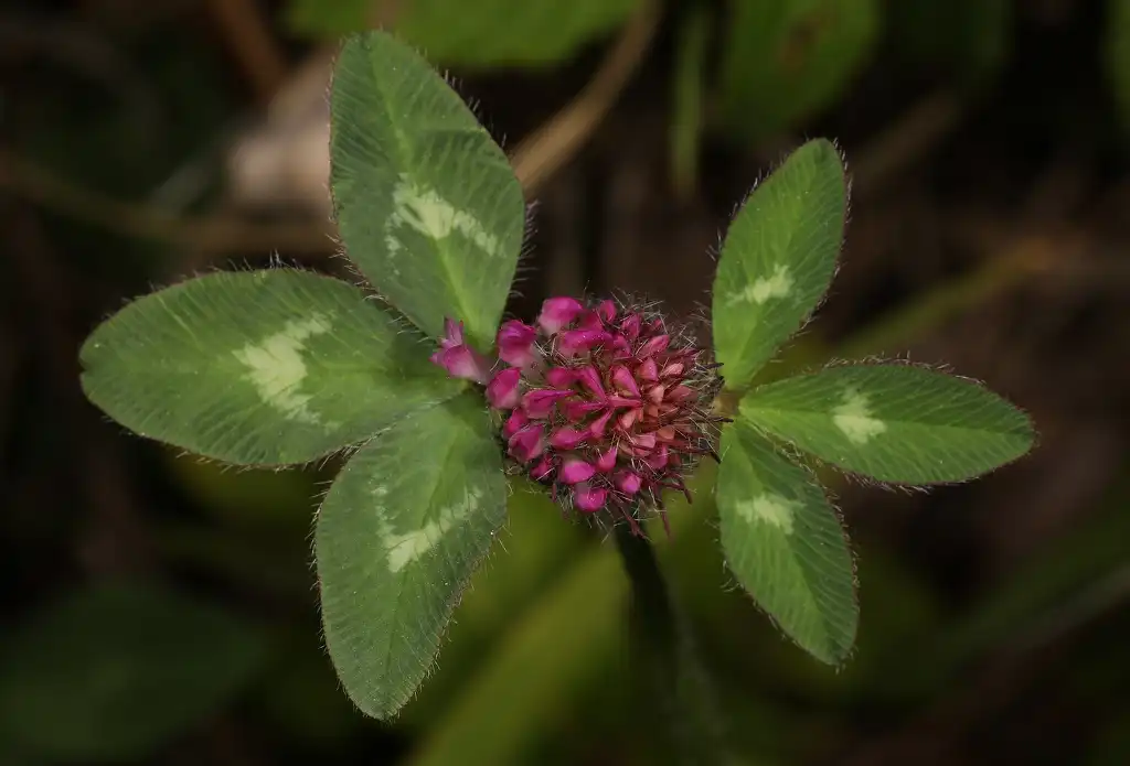 Photo of Trifolium pratense (Trifolium pratenses)
