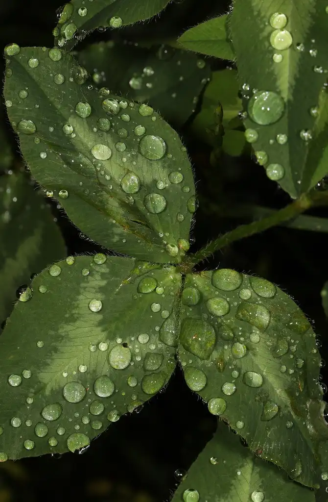 Photo of Trifolium pratense - Foliage:Judy Gallagher