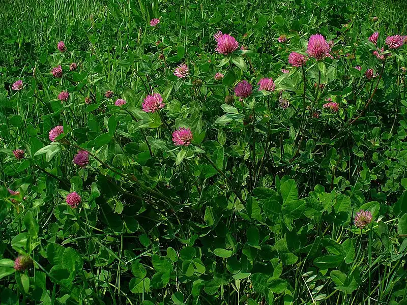 Photo of Trifolium pratense - Habit:H. Zell