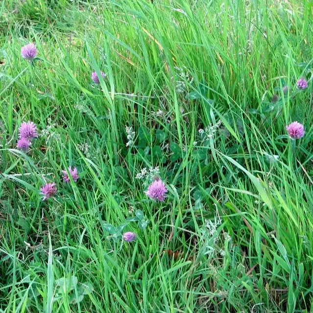 Photo of Trifolium pratense - Habitat:Evelyn Simak